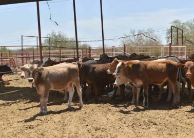 Ganaderos del sur de Sonora piden mayor seguridad 