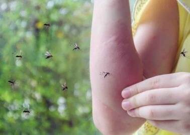 ¿Por qué los mosquitos pican más a ciertas personas? Esta es la razón