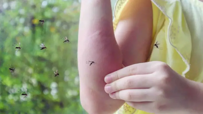 ¿Por qué los mosquitos pican más a ciertas personas? Esta es la razón ¿Por qué los mosquitos pican más a ciertas personas? Esta es la razón