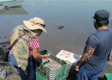 Pescadores de Yavaros rechazan fechas tardías para la veda del camarón