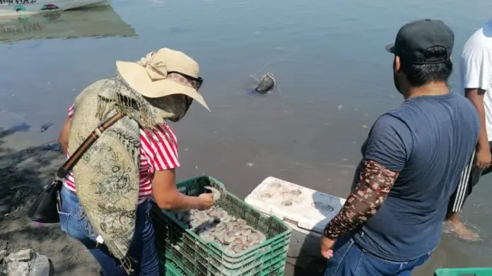 Pescadores de Yavaros rechazan fechas tardías para la veda del camarón Pescadores de Yavaros rechazan fechas tardías para la veda del camarón