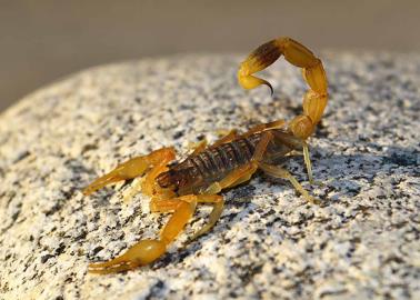 Así puede evitar que los alacranes entren a tu casa por el calor