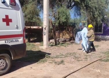 Abejas atacan a más de 50 personas en Etchojoa; estaban completamente agresivas