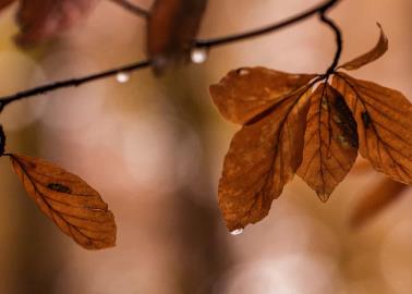 Otoño meteorológico: ¿Qué es, cuándo inicia y cuáles son los beneficios?