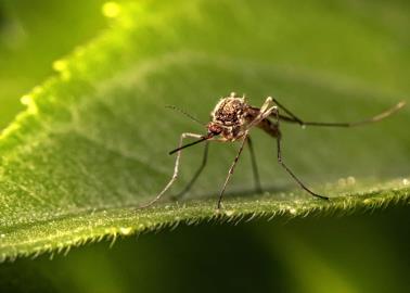 Conoce las plantas que sirven como repelente contra mosquitos