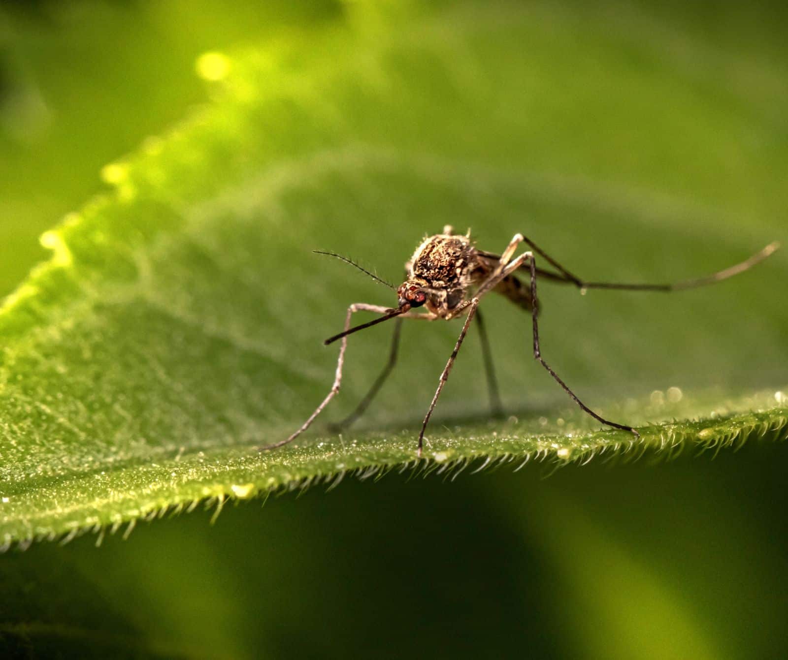 Conoce las plantas que sirven como repelente contra mosquitos