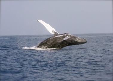 ¿Cuándo es la mejor temporada de avistamiento de ballenas en San Carlos?