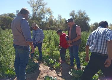 Familias de Cajeme conforman granja integral; producen hortalizas, peces y crían ganado