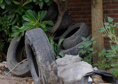 Llantas son criaderos de mosco del dengue