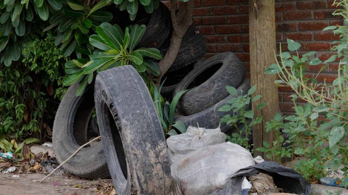 Llantas son criaderos de mosco del dengue