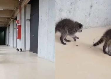 VIDEO | Captan a dos pequeños mapaches paseando por los pasillos de la UNAM