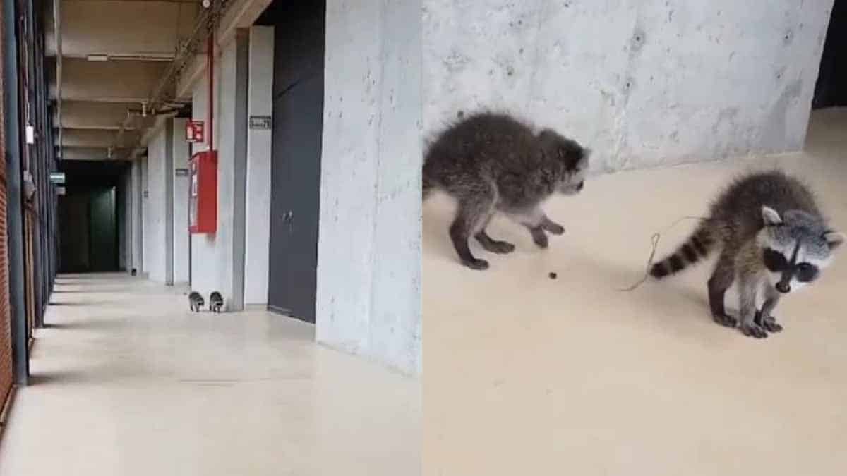 VIDEO | Captan a dos pequeños mapaches paseando por los pasillos de la UNAM