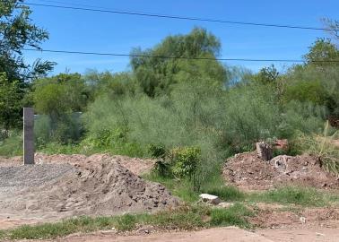 Piden limpieza de baldíos en Cajeme: fauna nociva entra a sus casas