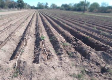 Falta de agua en la presa mantiene en la incertidumbre a ejidatarios de la región del Mayo