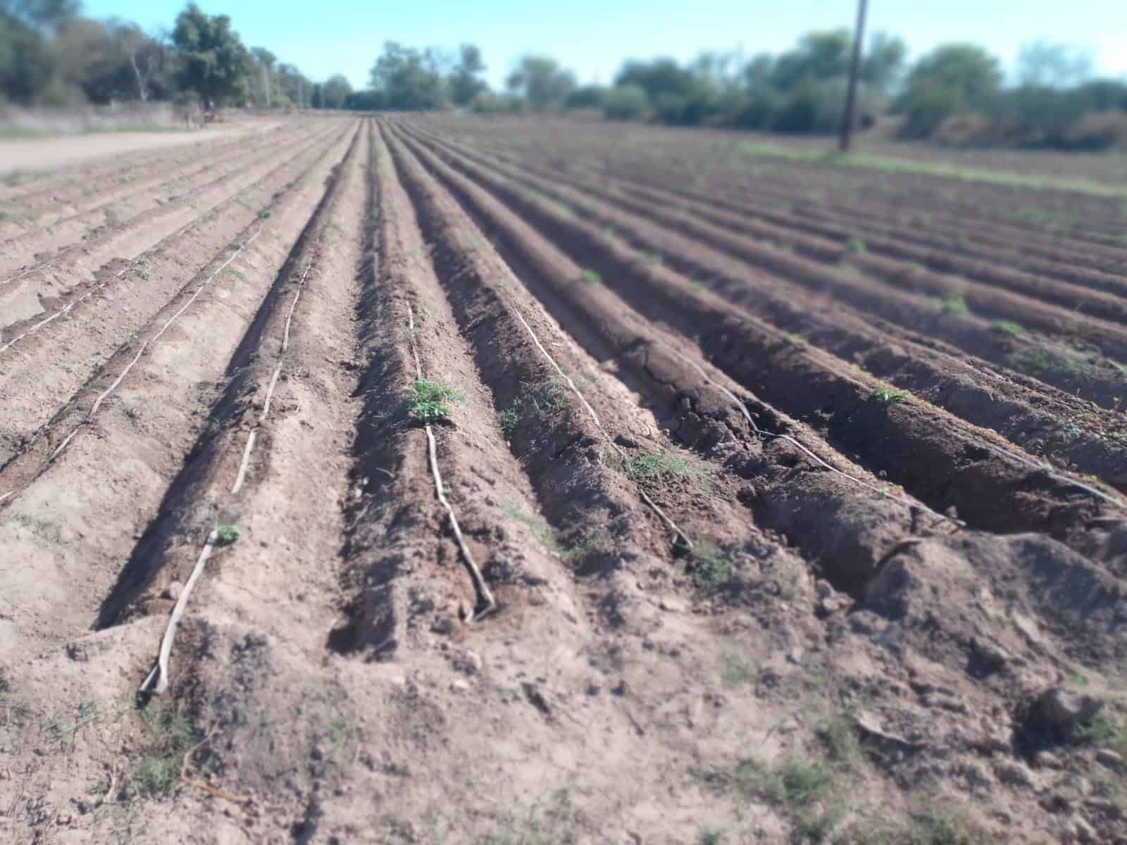 Falta de agua en la presa mantiene en la incertidumbre a ejidatarios de la región del Mayo