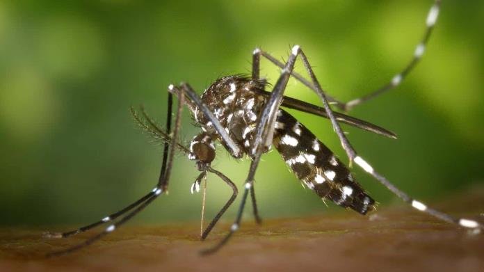 Los mejores aceites esenciales para hacer repelentes de mosquitos naturales Los mejores aceites esenciales para hacer repelentes de mosquitos naturales