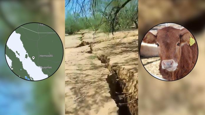 Se abre grieta y cae ganado en ejido de Sonora Se abre grieta y cae ganado en ejido de Sonora