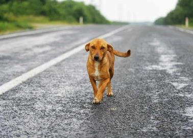 ¿Cuáles son las razas de perros que más abandonan en las carreteras?