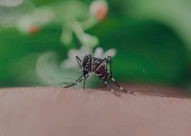 Temporada de dengue: ¿Cómo eliminar a los mosquitos con un vaso de vinagre?