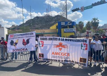 Protestan galleros en Hermosillo: esta cantidad de familias dependen de la crianza de gallos de pelea en Sonora 