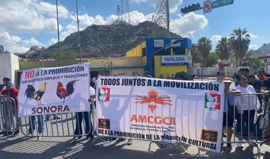 Protestan galleros en Hermosillo: esta cantidad de familias dependen de la crianza de gallos de pelea en Sonora 