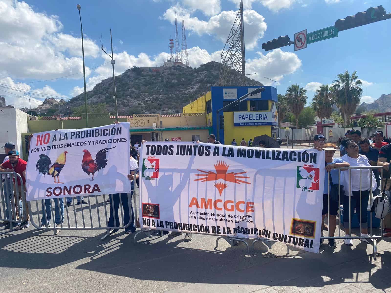 Protestan galleros en Hermosillo: esta cantidad de familias dependen de la crianza de gallos de pelea en Sonora 