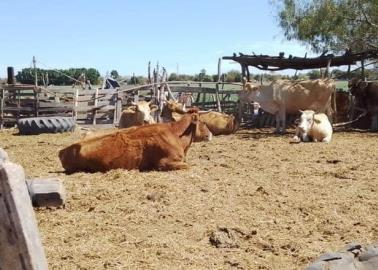 Ganaderos del sur de Sonora desilusionados por la falta de lluvias  