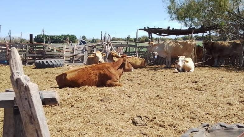 Ganaderos del sur de Sonora desilusionados por la falta de lluvias  