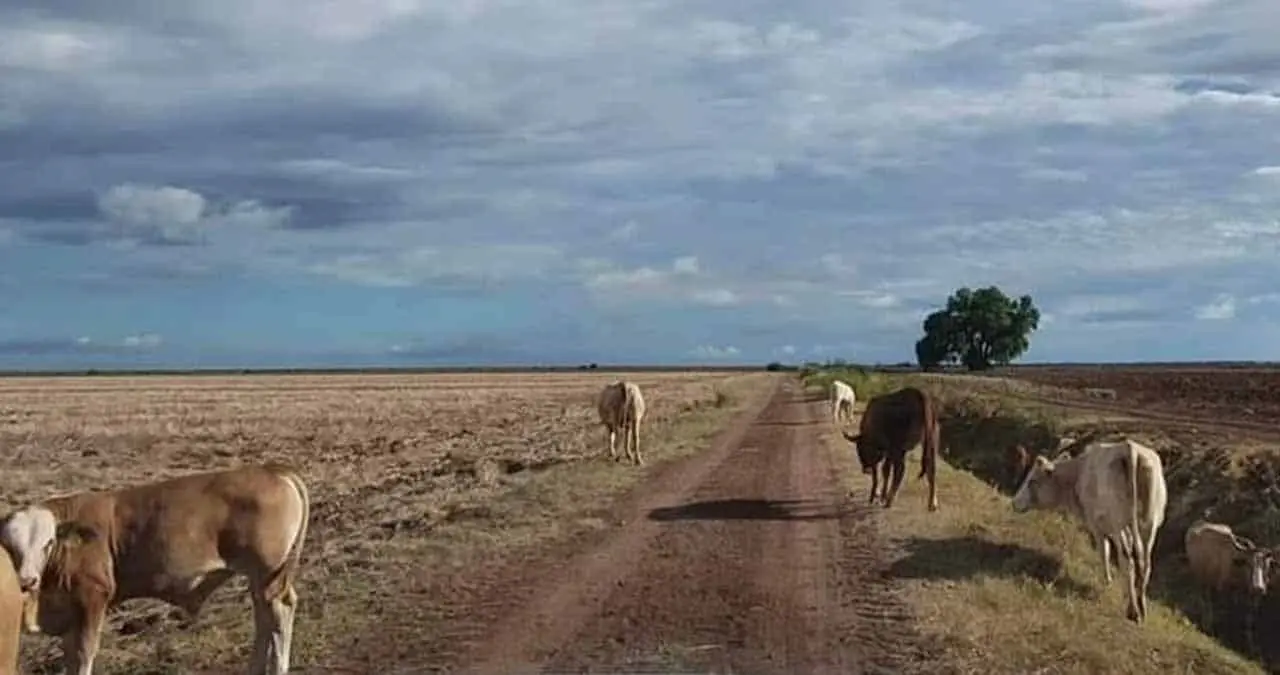Desilusionados, los ganaderos del Mayo