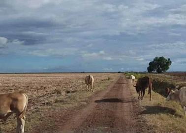 Desilusionados, los ganaderos del Mayo