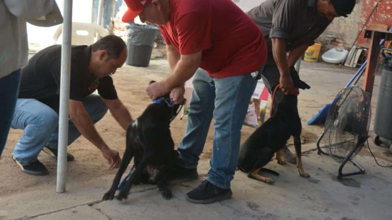 En Navojoa esterilizan perros y gatos