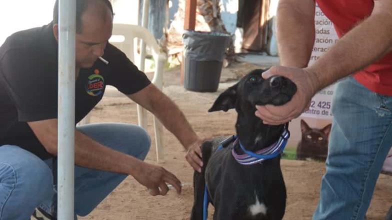 En Navojoa esterilizan perros y gatos