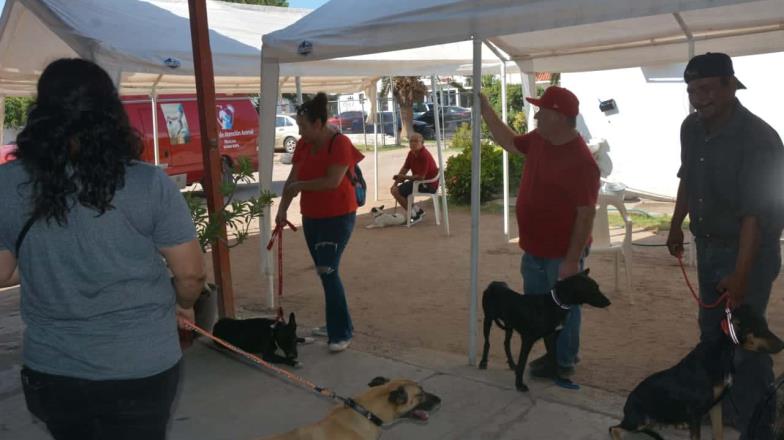 En Navojoa esterilizan perros y gatos