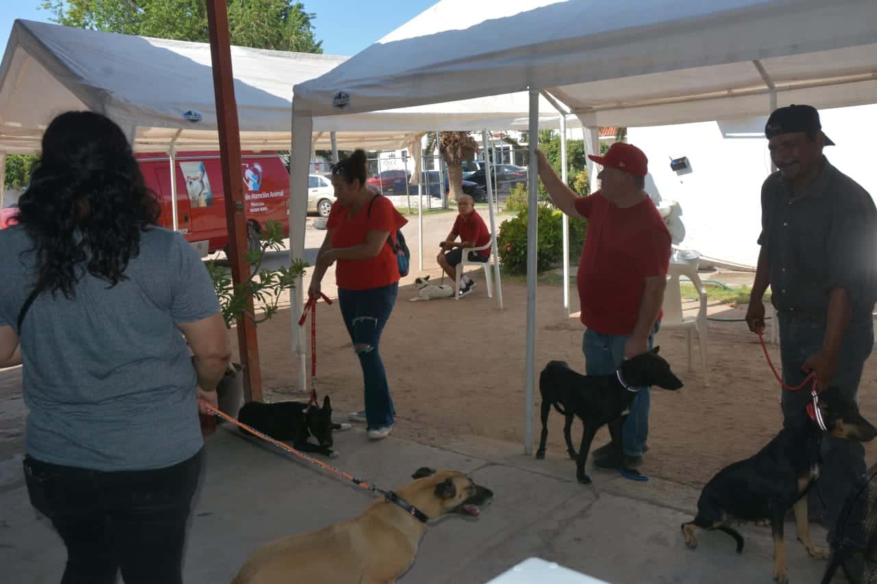 En Navojoa esterilizan perros y gatos