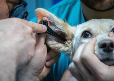 Los servicios que tendrán las nuevas clínicas de Bienestar Animal en Sonora