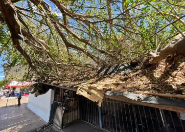 Alertan por árbol peligroso; temen que les caiga encima