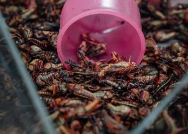 Taste Atlas 2024: Los mejores 8 platillos mexicanos que tienen insectos