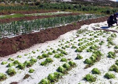 ¿Cómo afectará el frente frío a la ganadería y la agricultura mexicana?