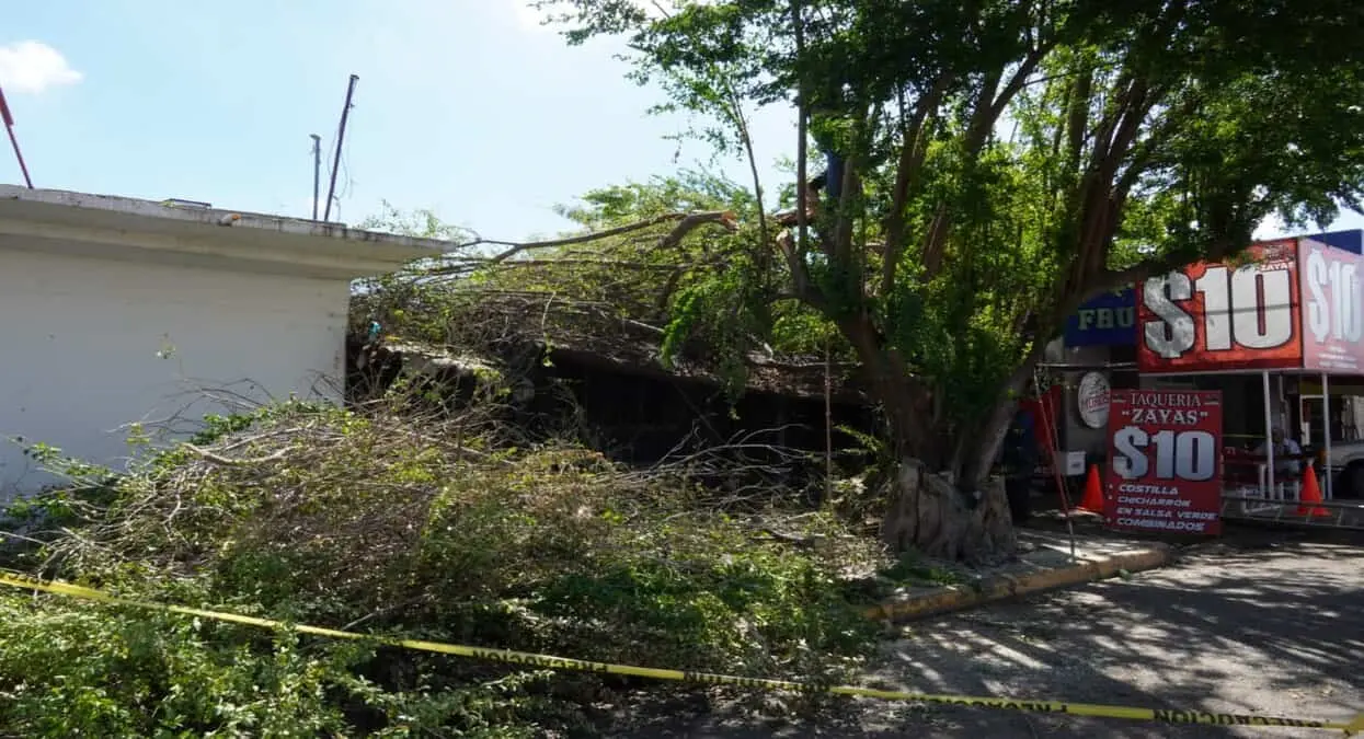 Retiran brazos de árbol que cayeron en negocio de Cajeme