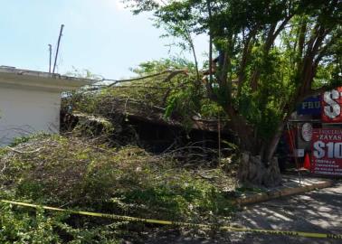 Retiran brazos de árbol que cayeron en negocio de Cajeme