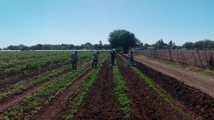 Crisis del agua golpea a horticultores del sur de Sonora Crisis del agua golpea a horticultores del sur de Sonora