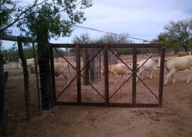 Ganaderos de Álamos claman por lluvias