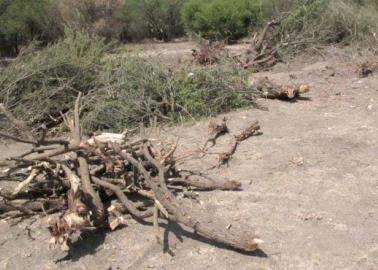 Deforestación sin freno en el Sur de Sonora; apicultores piden atención de las autoridades