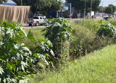 Familias de Cajeme piden que se limpie canal de la calle 300