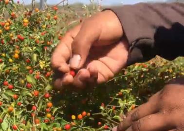 En Sonora baja la producción de chiltepín en territorio Yaqui