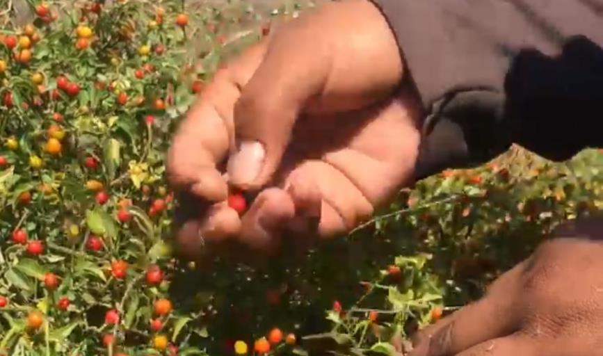 En Sonora baja la producción de chiltepín en territorio Yaqui