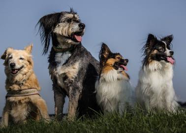 Estas 4 razas de perros fueran creadas por el hombre en laboratorios