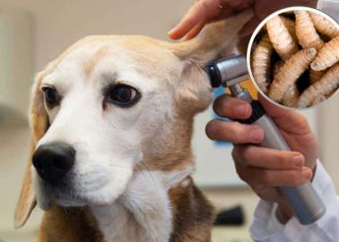 UNAM revela al gusano que puede poner en peligro la salud de tus mascotas