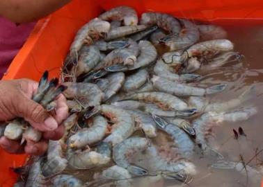 Pescadores del Paredón Colorado, listos para la captura del camarón