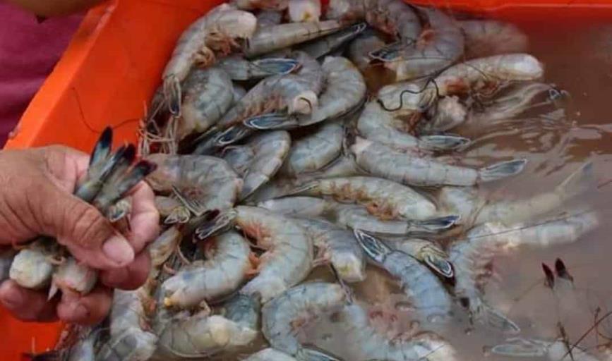 Pescadores del Paredón Colorado, listos para la captura del camarón